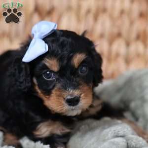 Rainbow, Cavapoo Puppy